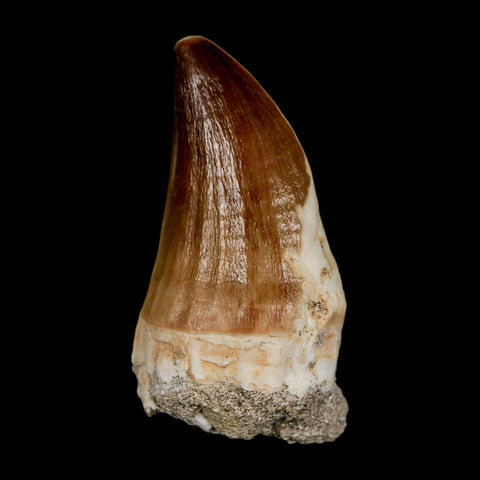 XL 2.3" Mosasaur Prognathodon Fossil Tooth Cretaceous Dinosaur Era COA & Stand