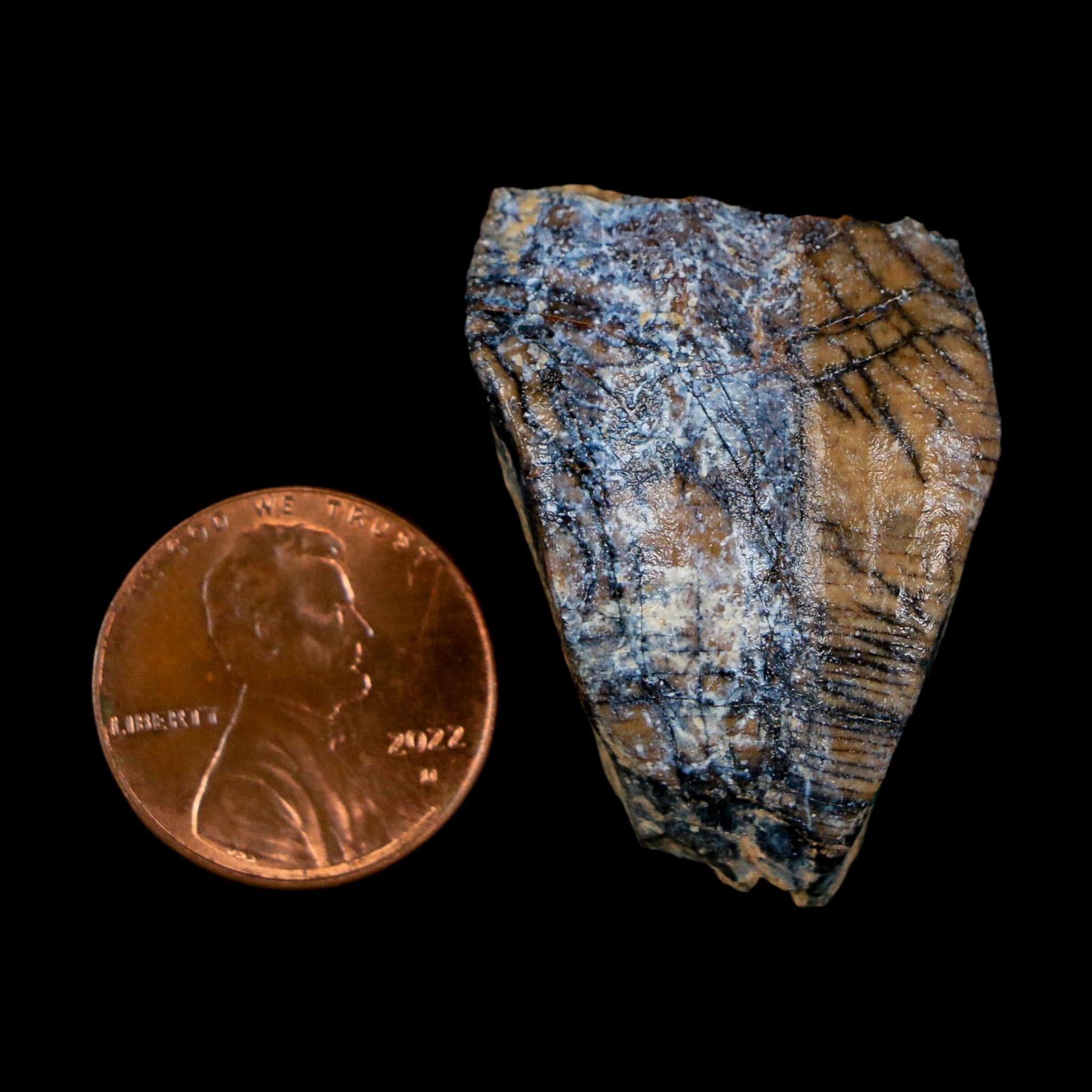 1.3" Ouranosaurus Fossil Tooth Cretaceous Age Iguanodontid Dinosaur Niger
