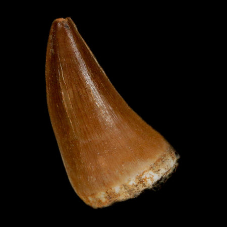 1.4" Mosasaur Prognathodon Fossil Tooth In Matrix Cretaceous Dinosaur Era COA