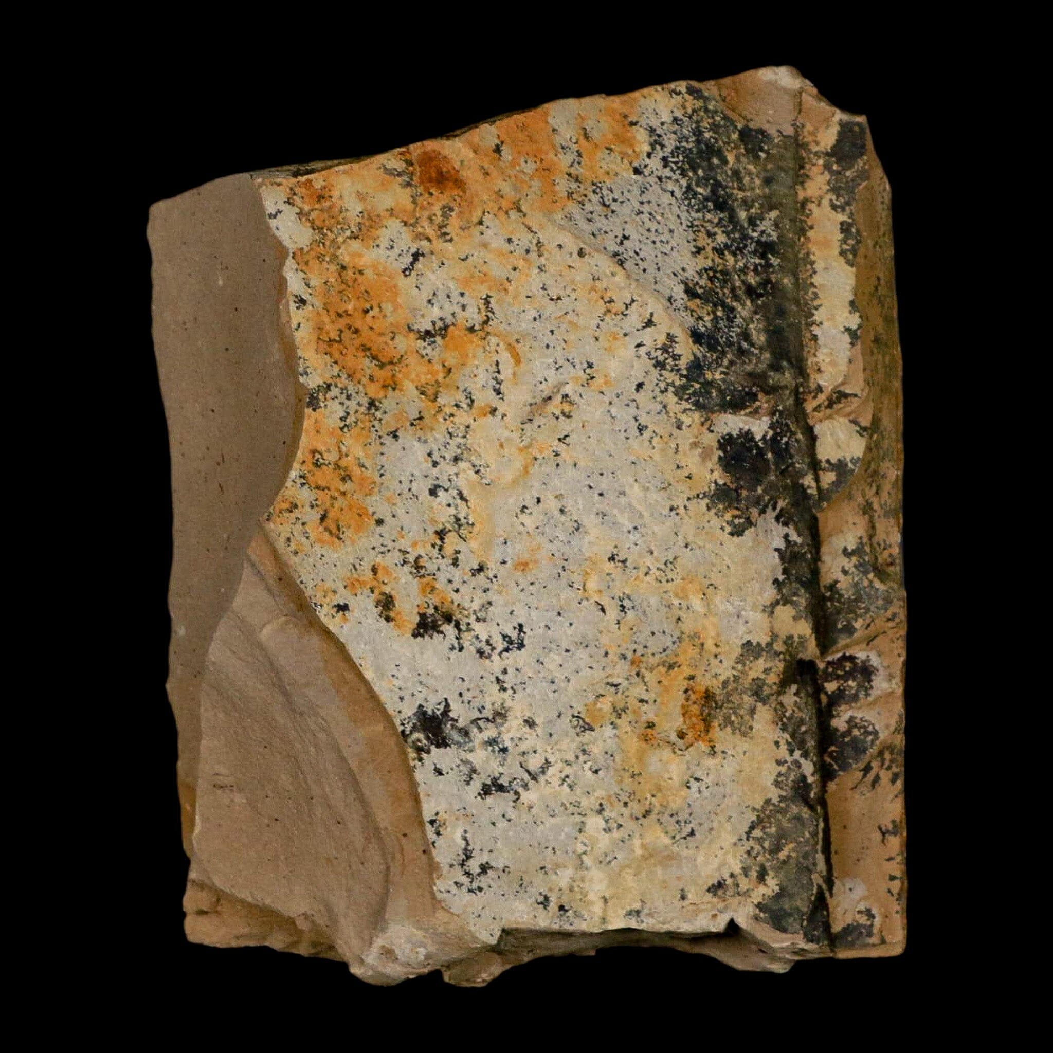 1.6" Rare Fossil Pistillate Cone Metasequoia Dawn Redwood Oligocene Age MT COA - Fossil Age Minerals