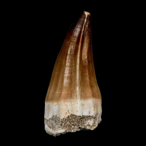 XL 2.3" Mosasaur Prognathodon Fossil Tooth Cretaceous Dinosaur Era COA & Stand