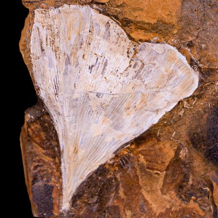 2.4" Detailed Ginkgo Cranei Fossil Plant Leaf Morton County, ND Paleocene Age COA