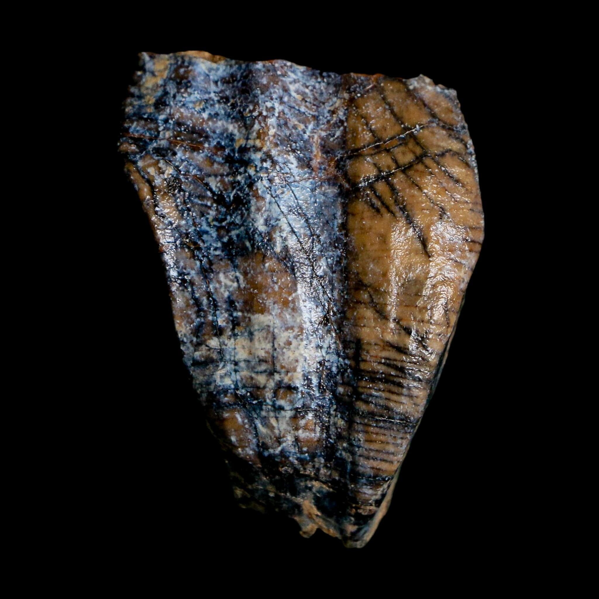 1.3" Ouranosaurus Fossil Tooth Cretaceous Age Iguanodontid Dinosaur Niger