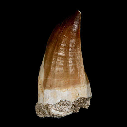 XL 2.3" Mosasaur Prognathodon Fossil Tooth Cretaceous Dinosaur Era COA & Stand