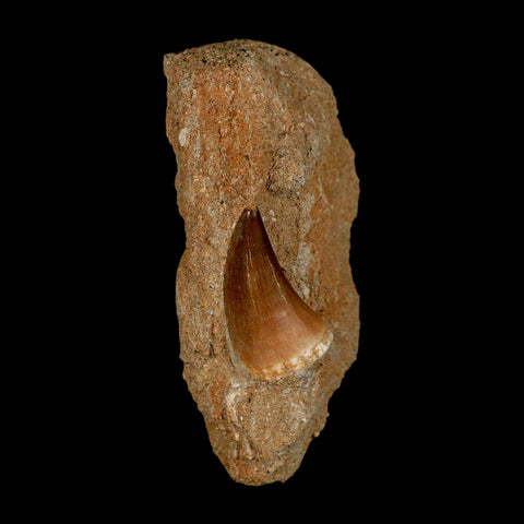 1.4" Mosasaur Prognathodon Fossil Tooth In Matrix Cretaceous Dinosaur Era COA - Fossil Age Minerals