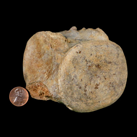 3.4" Basilosaurus Vertebrae Fossil Prehistoric Whale 34 Mil Yrs Old Late Eocene COA - Fossil Age Minerals