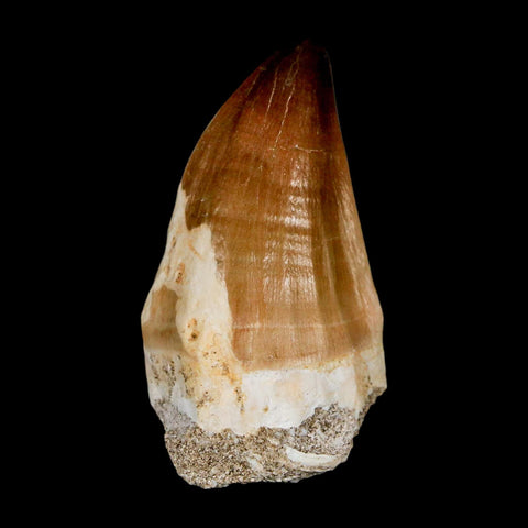 XL 2.3" Mosasaur Prognathodon Fossil Tooth Cretaceous Dinosaur Era COA & Stand