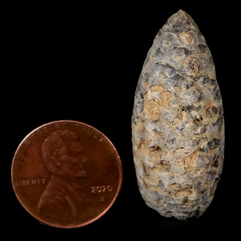 1.4" Fossil Pine Cone Equicalastrobus Replaced By Agate Eocene Age Seeds Fruit - Fossil Age Minerals