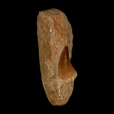 1.4" Mosasaur Prognathodon Fossil Tooth In Matrix Cretaceous Dinosaur Era COA - Fossil Age Minerals