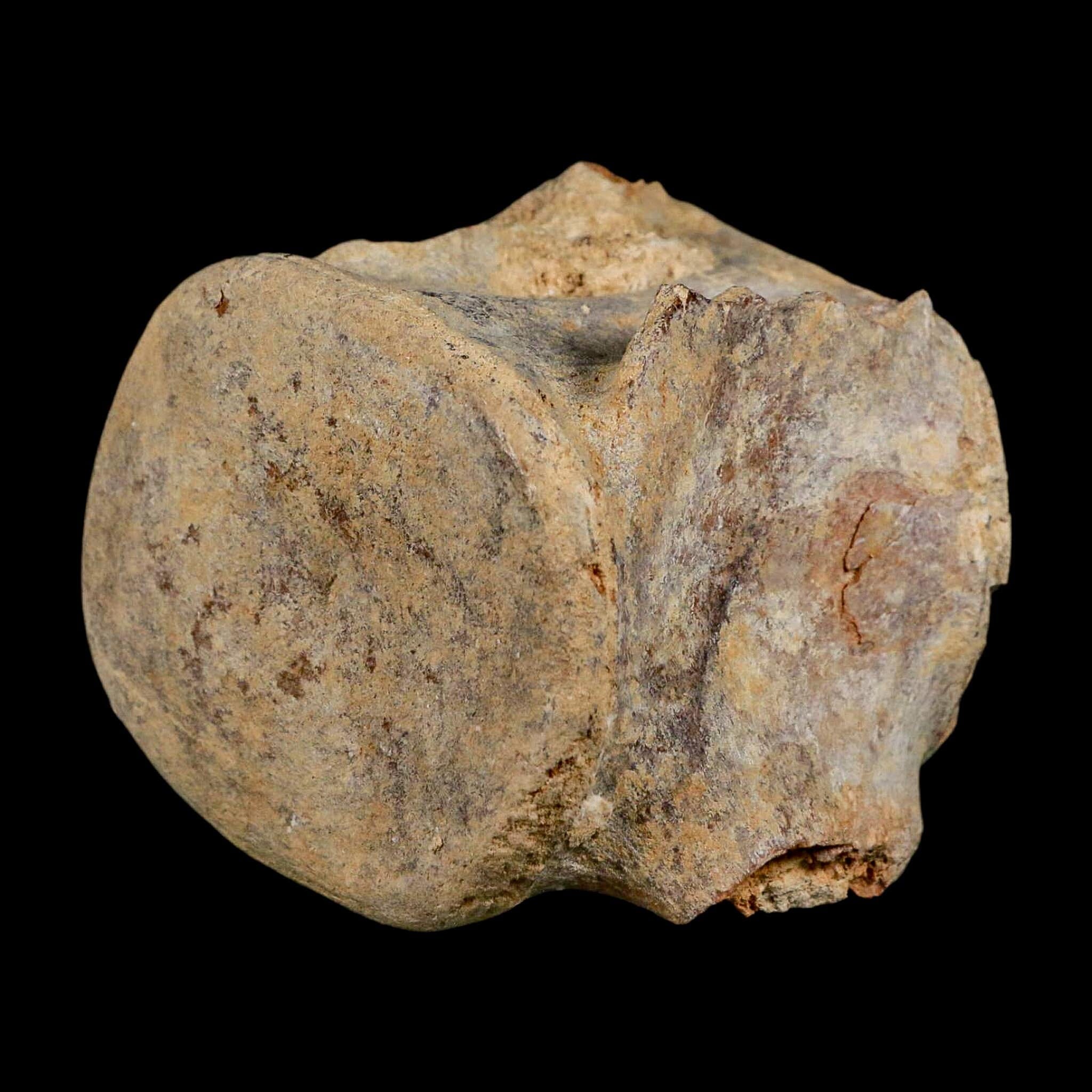 3.4" Basilosaurus Vertebrae Fossil Prehistoric Whale 34 Mil Yrs Old Late Eocene COA - Fossil Age Minerals