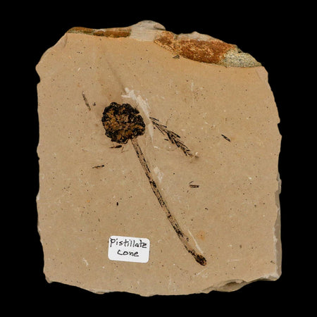 2.8" Rare Fossil Pistillate Cone Metasequoia Dawn Redwood Oligocene Age MT COA