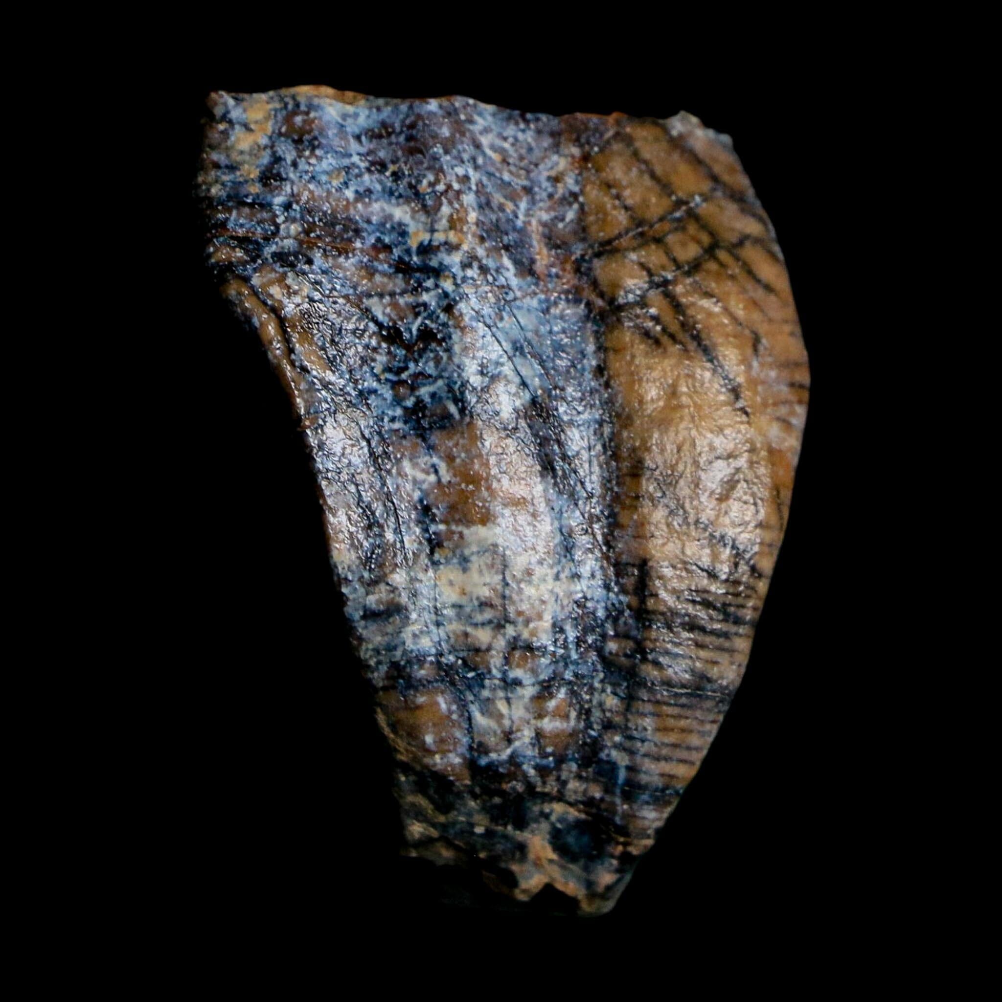 1.3" Ouranosaurus Fossil Tooth Cretaceous Age Iguanodontid Dinosaur Niger
