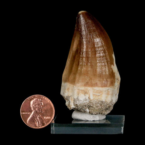 XL 2.3" Mosasaur Prognathodon Fossil Tooth Cretaceous Dinosaur Era COA & Stand