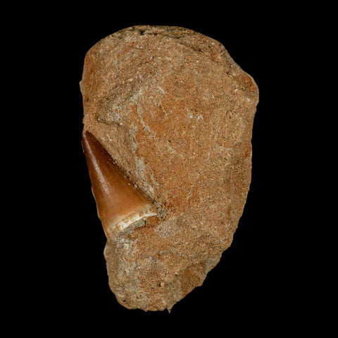 1.4" Mosasaur Prognathodon Fossil Tooth In Matrix Cretaceous Dinosaur Era COA - Fossil Age Minerals