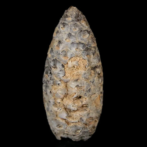 1.4" Fossil Pine Cone Equicalastrobus Replaced By Agate Eocene Age Seeds Fruit - Fossil Age Minerals