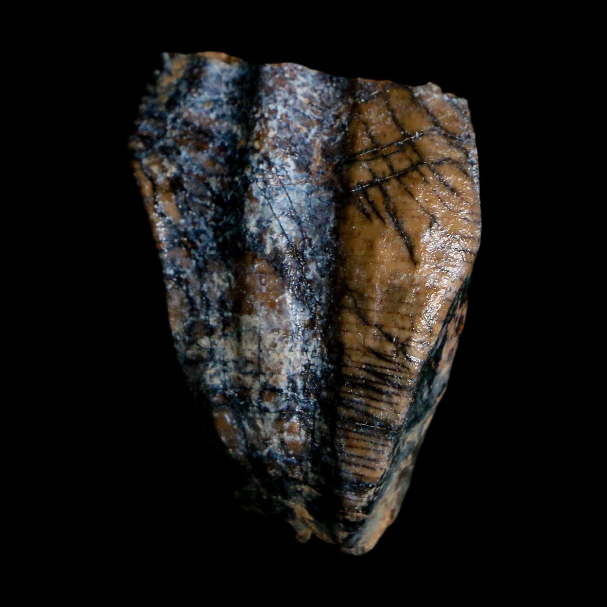 1.3" Ouranosaurus Fossil Tooth Cretaceous Age Iguanodontid Dinosaur Niger