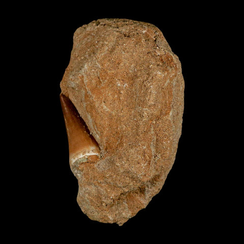1.4" Mosasaur Prognathodon Fossil Tooth In Matrix Cretaceous Dinosaur Era COA - Fossil Age Minerals