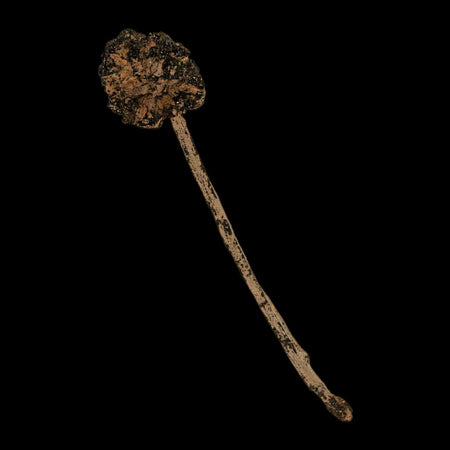 2.8" Rare Fossil Pistillate Cone Metasequoia Dawn Redwood Oligocene Age MT COA