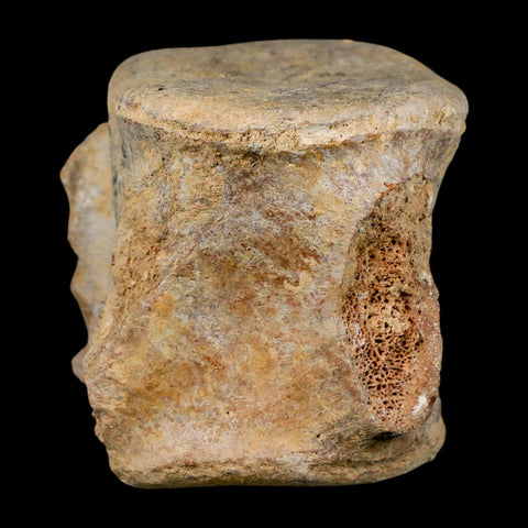 3.4" Basilosaurus Vertebrae Fossil Prehistoric Whale 34 Mil Yrs Old Late Eocene COA - Fossil Age Minerals