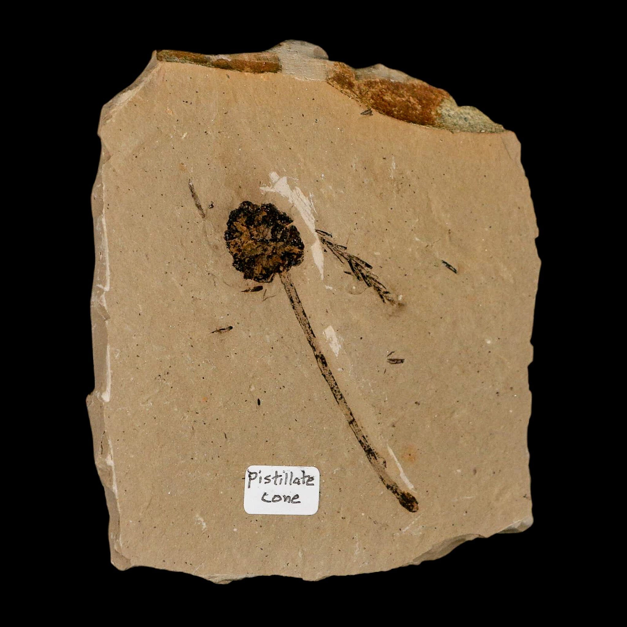 2.8" Rare Fossil Pistillate Cone Metasequoia Dawn Redwood Oligocene Age MT COA - Fossil Age Minerals