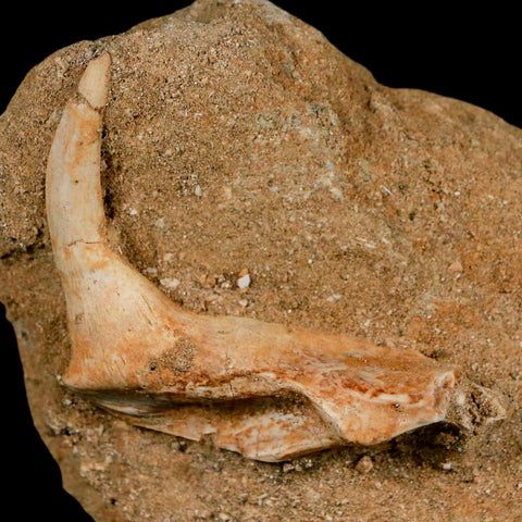 XL 2.3" Saber Toothed Herring Fossil Fang Tooth Enchodus Libycus Cretaceous Age - Fossil Age Minerals