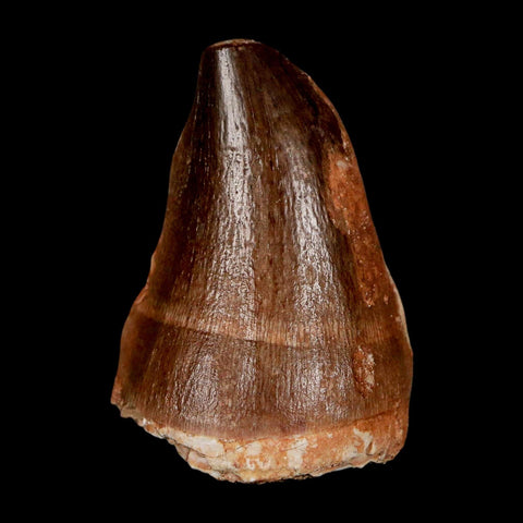 1.9" Mosasaur Prognathodon Fossil Tooth Cretaceous Dinosaur Era COA & Stand