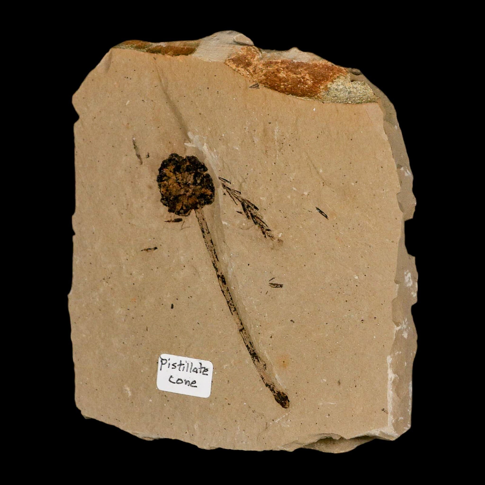 2.8" Rare Fossil Pistillate Cone Metasequoia Dawn Redwood Oligocene Age MT COA - Fossil Age Minerals