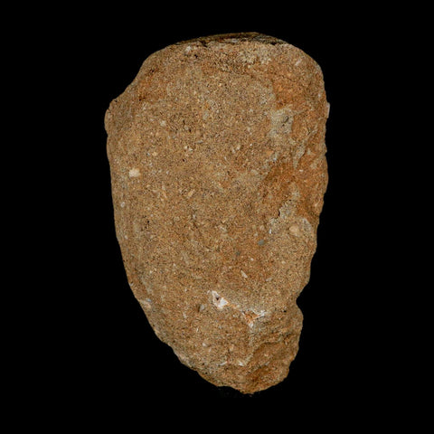 1.4" Mosasaur Prognathodon Fossil Tooth In Matrix Cretaceous Dinosaur Era COA - Fossil Age Minerals