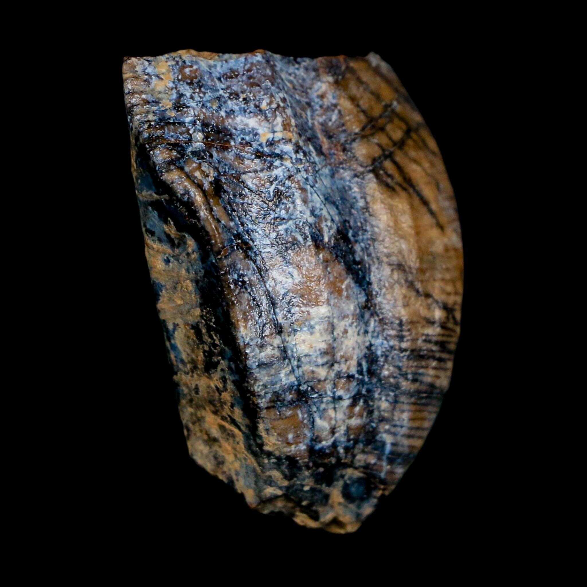 1.3" Ouranosaurus Fossil Tooth Cretaceous Age Iguanodontid Dinosaur Niger