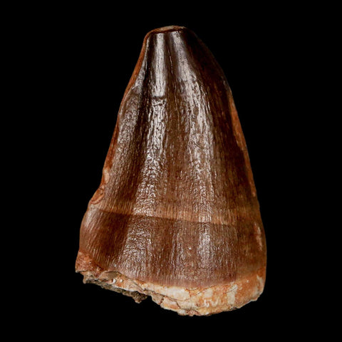 1.9" Mosasaur Prognathodon Fossil Tooth Cretaceous Dinosaur Era COA & Stand