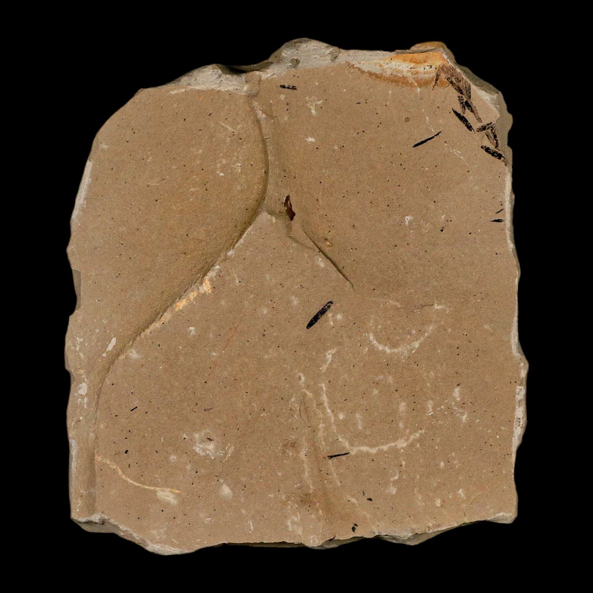 2.8" Rare Fossil Pistillate Cone Metasequoia Dawn Redwood Oligocene Age MT COA - Fossil Age Minerals