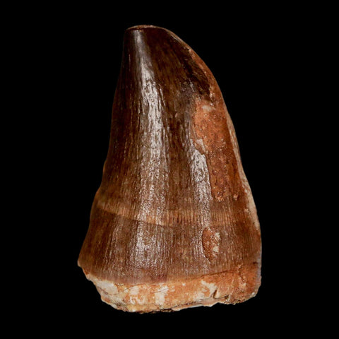 1.9" Mosasaur Prognathodon Fossil Tooth Cretaceous Dinosaur Era COA & Stand