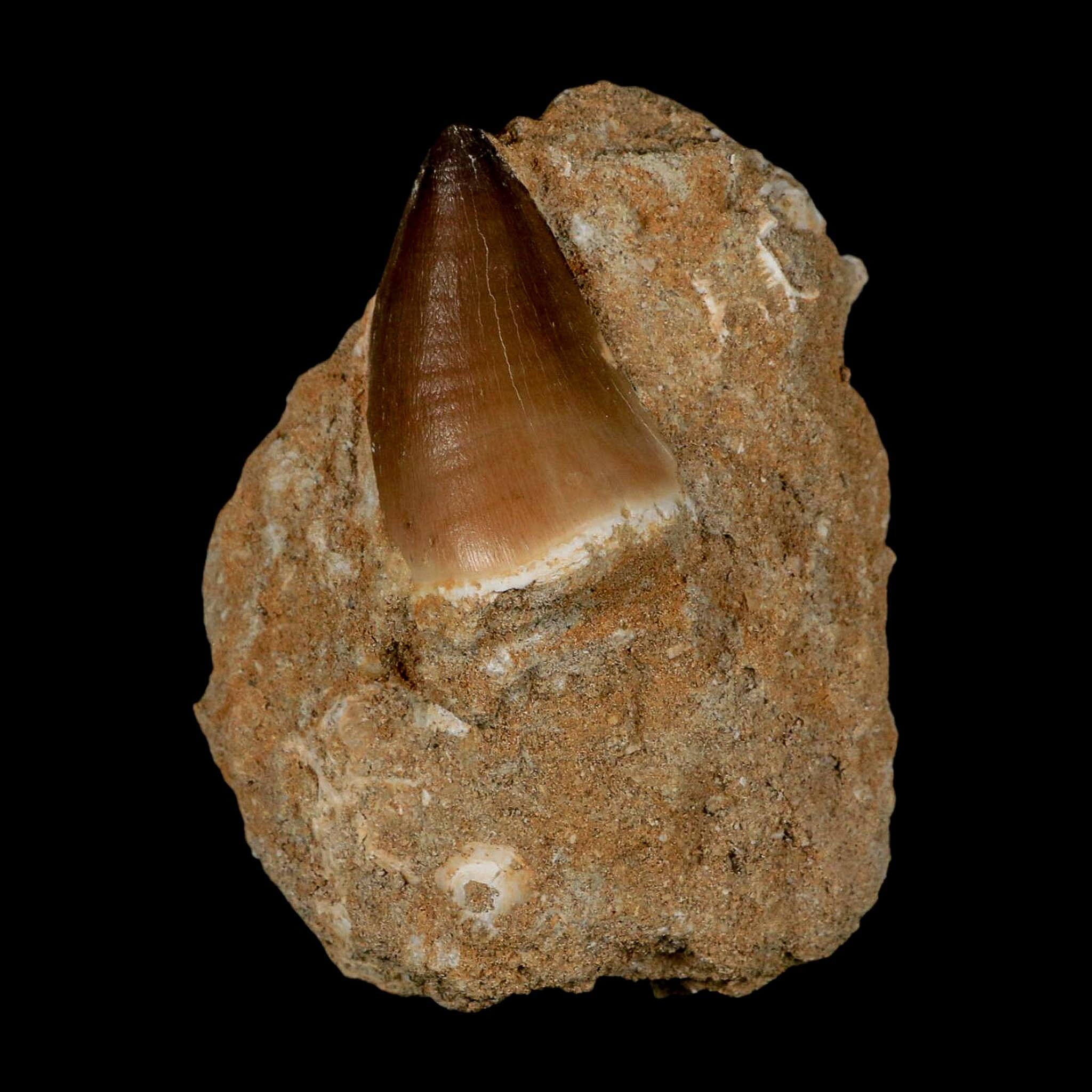 1.6" Mosasaur Prognathodon Fossil Tooth In Matrix Cretaceous Dinosaur Era COA - Fossil Age Minerals