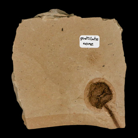 1.3" Rare Fossil Pistillate Cone Metasequoia Dawn Redwood Oligocene Age MT COA