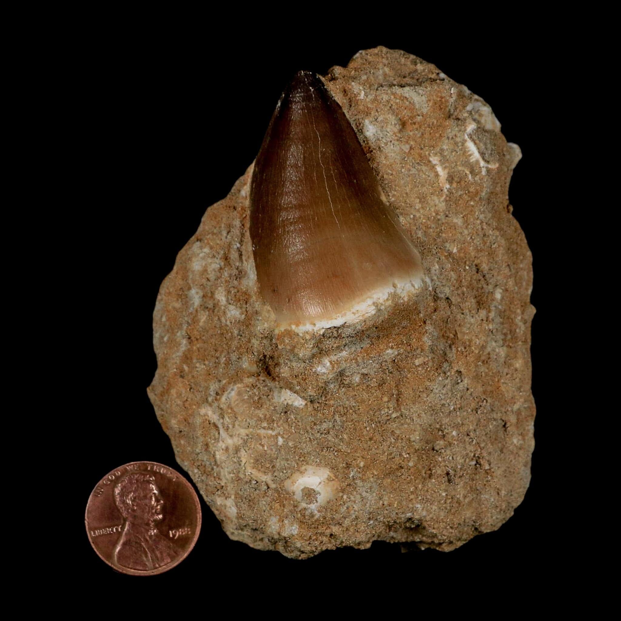 1.6" Mosasaur Prognathodon Fossil Tooth In Matrix Cretaceous Dinosaur Era COA - Fossil Age Minerals