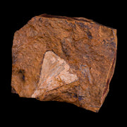 2" Detailed Ginkgo Cranei Fossil Plant Leaf Morton County, ND Paleocene Age COA