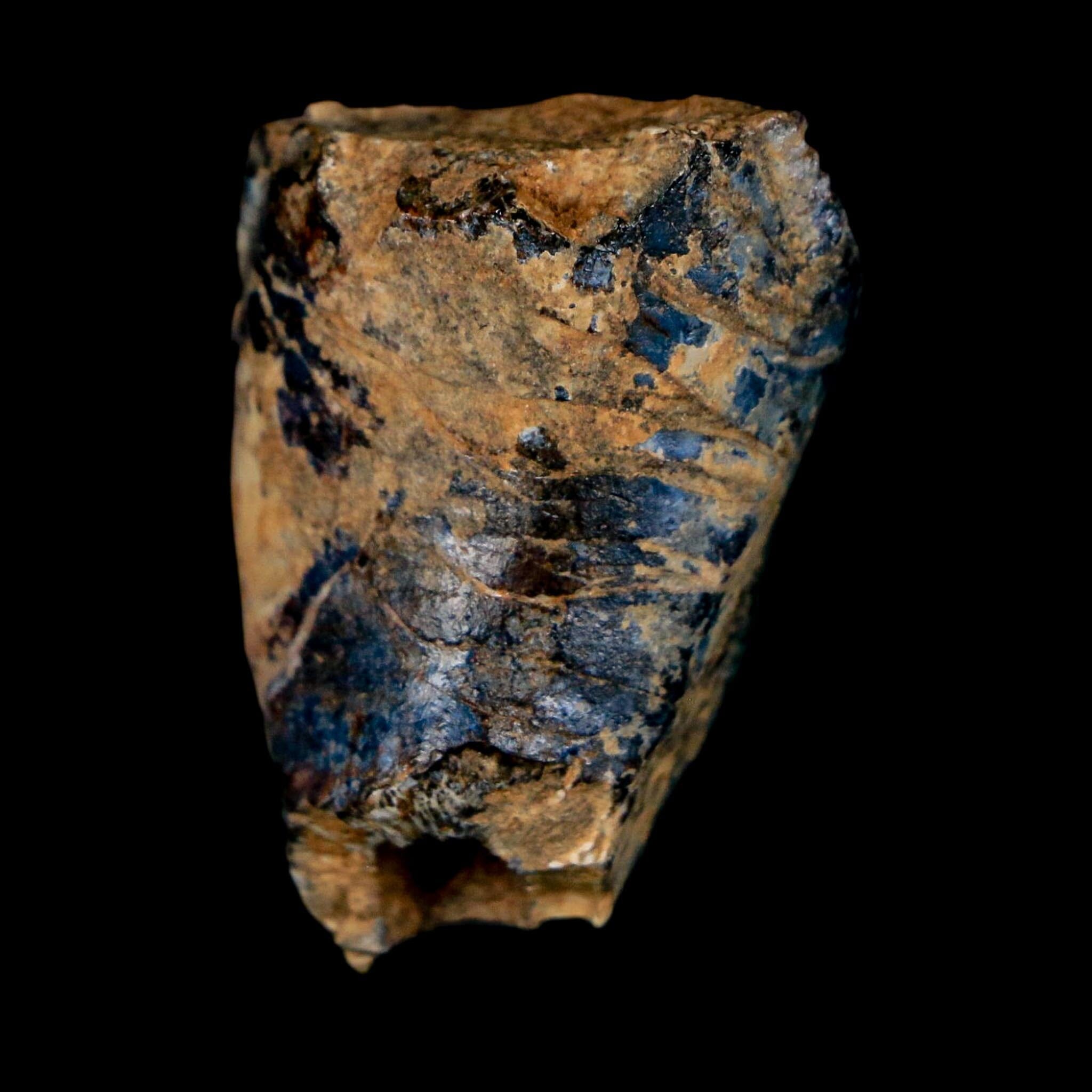 1.3" Ouranosaurus Fossil Tooth Cretaceous Age Iguanodontid Dinosaur Niger