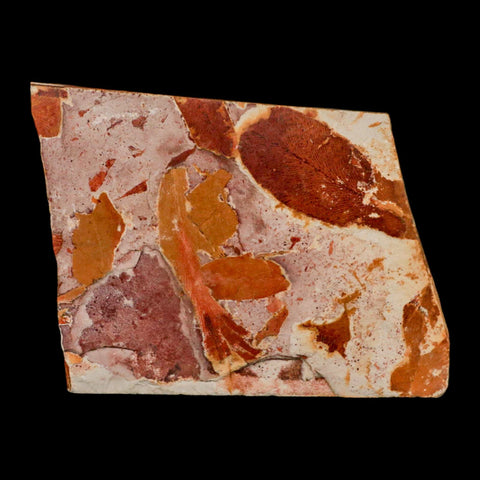 4" Detailed Glossopteris Browniana Fossil Plant Leaves Permian Age Australia - Fossil Age Minerals
