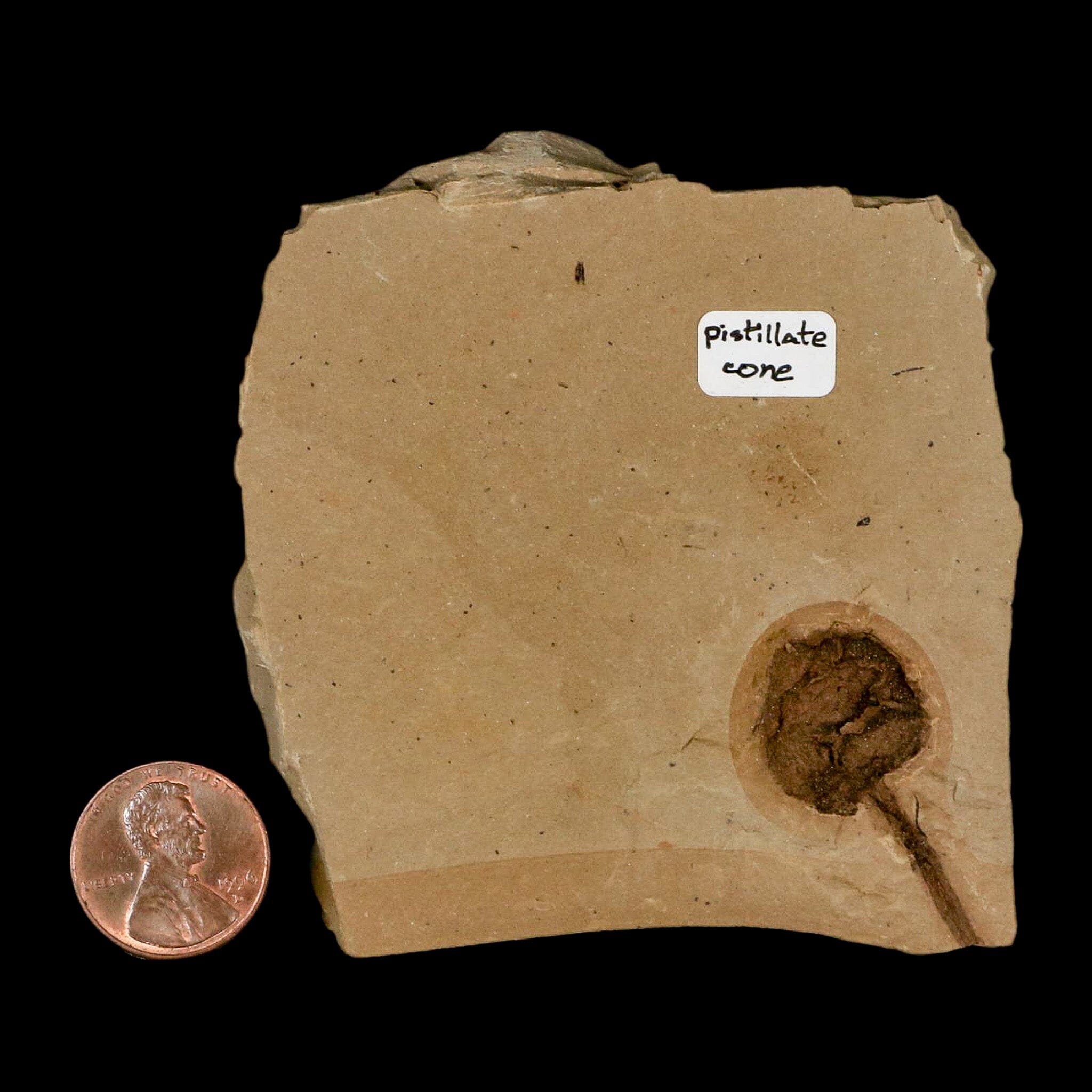 1.3" Rare Fossil Pistillate Cone Metasequoia Dawn Redwood Oligocene Age MT COA - Fossil Age Minerals