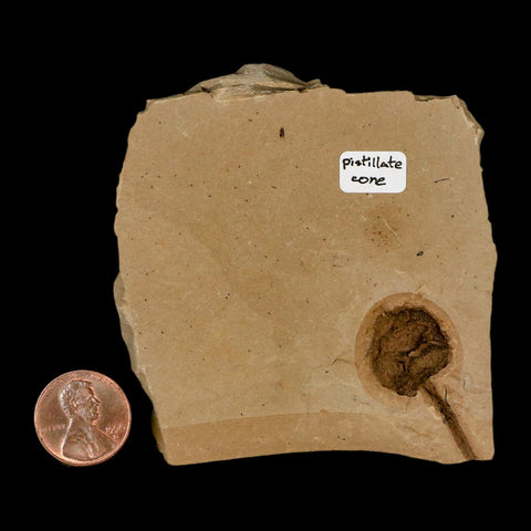 1.3" Rare Fossil Pistillate Cone Metasequoia Dawn Redwood Oligocene Age MT COA - Fossil Age Minerals
