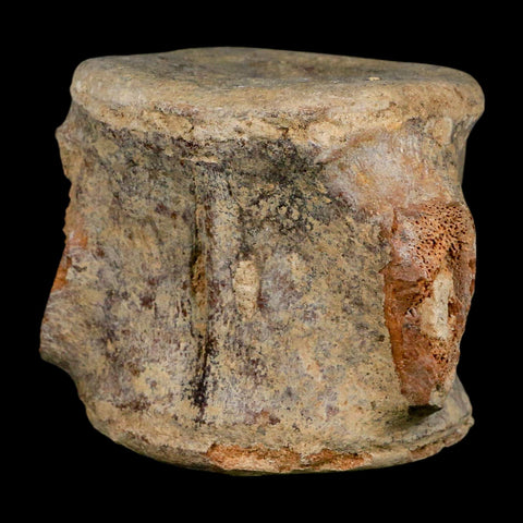 3.4" Basilosaurus Vertebrae Fossil Prehistoric Whale 34 Mil Yrs Old Late Eocene COA - Fossil Age Minerals