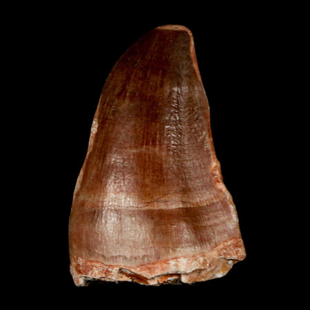 1.9" Mosasaur Prognathodon Fossil Tooth Cretaceous Dinosaur Era COA & Stand