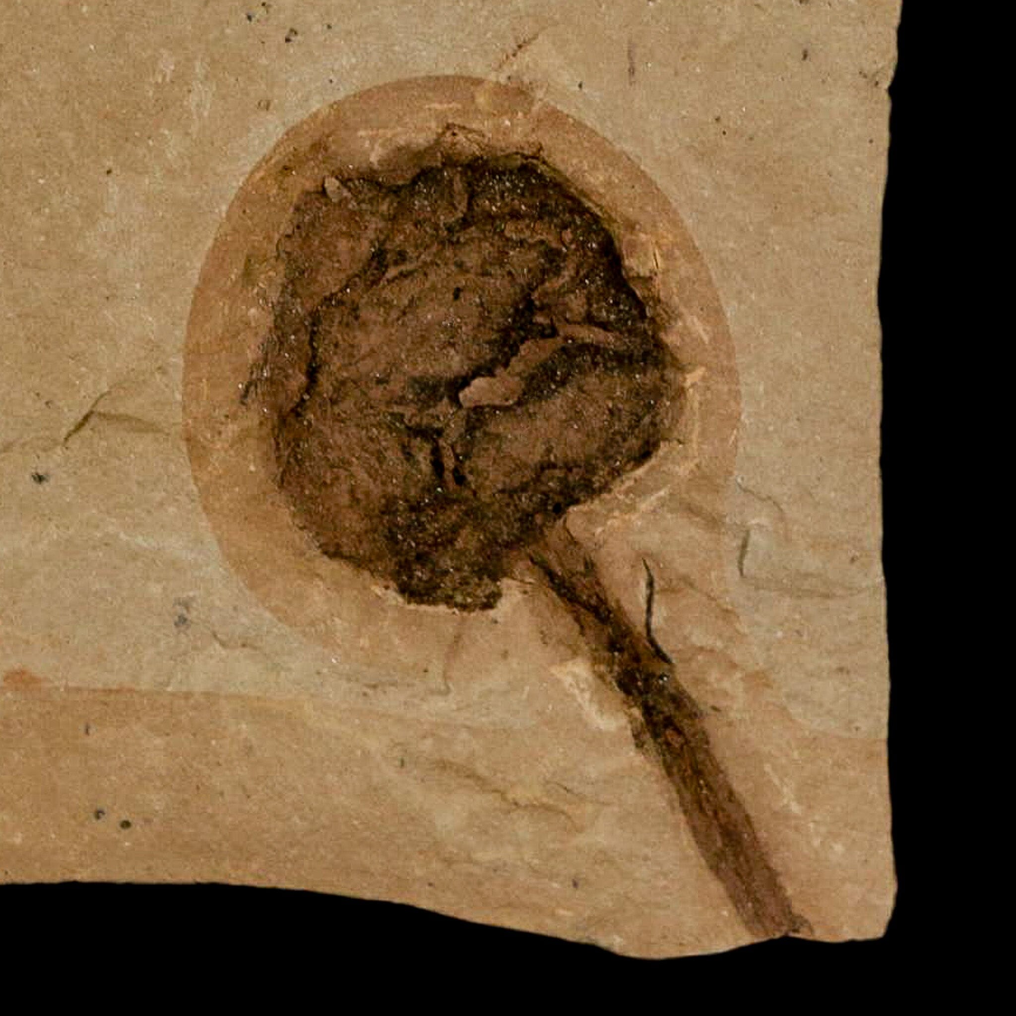 1.3" Rare Fossil Pistillate Cone Metasequoia Dawn Redwood Oligocene Age MT COA - Fossil Age Minerals
