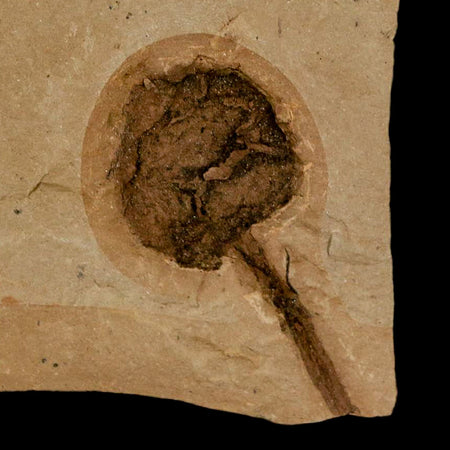 1.3" Rare Fossil Pistillate Cone Metasequoia Dawn Redwood Oligocene Age MT COA