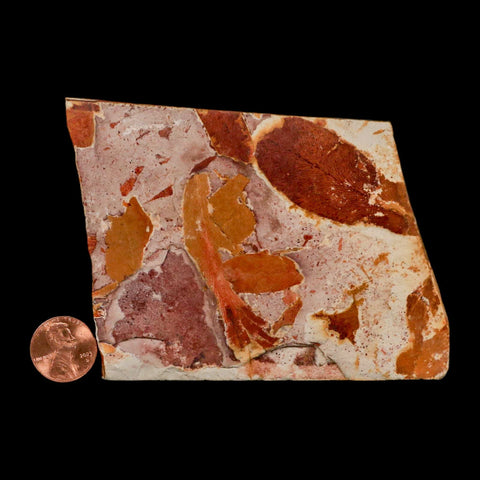 4" Detailed Glossopteris Browniana Fossil Plant Leaves Permian Age Australia - Fossil Age Minerals