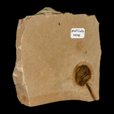 1.3" Rare Fossil Pistillate Cone Metasequoia Dawn Redwood Oligocene Age MT COA - Fossil Age Minerals