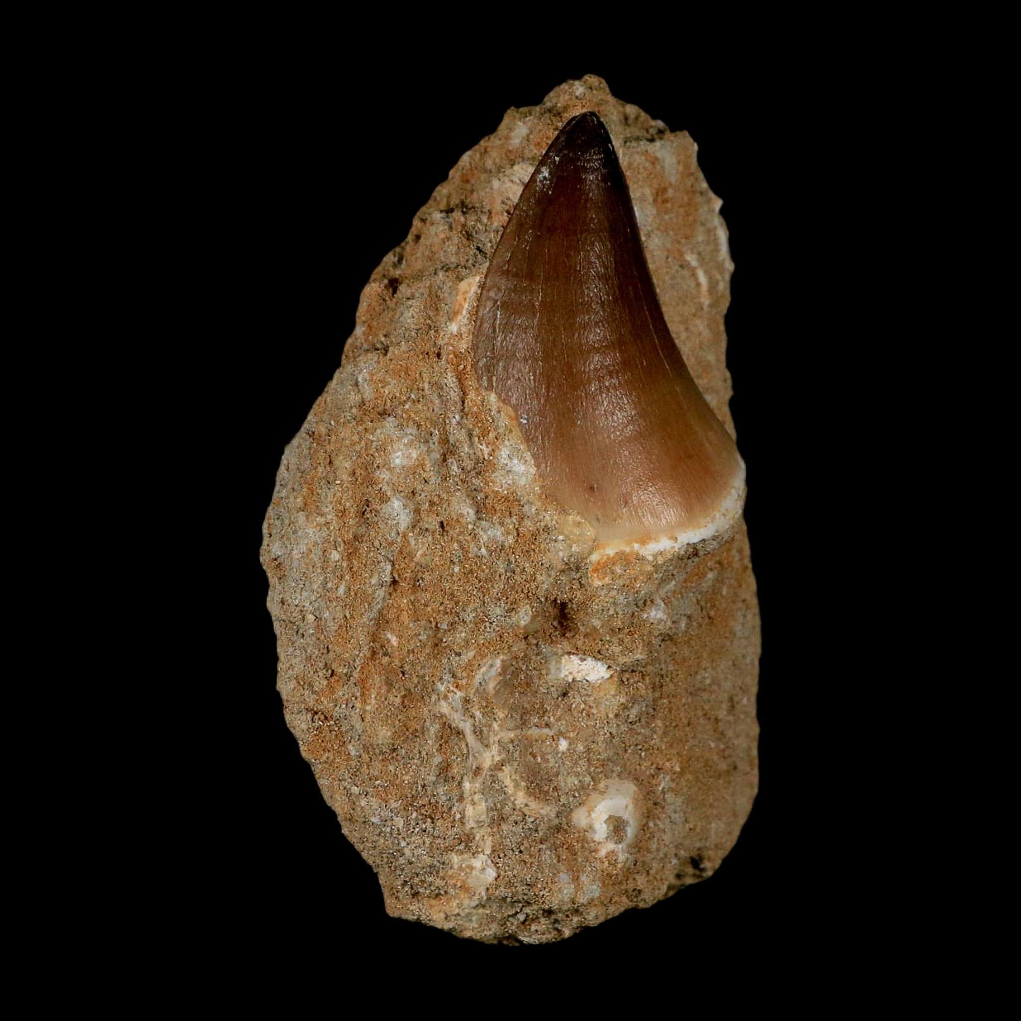 1.6" Mosasaur Prognathodon Fossil Tooth In Matrix Cretaceous Dinosaur Era COA - Fossil Age Minerals