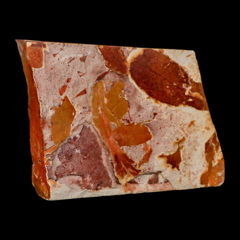 4" Detailed Glossopteris Browniana Fossil Plant Leaves Permian Age Australia - Fossil Age Minerals