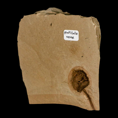 1.3" Rare Fossil Pistillate Cone Metasequoia Dawn Redwood Oligocene Age MT COA - Fossil Age Minerals