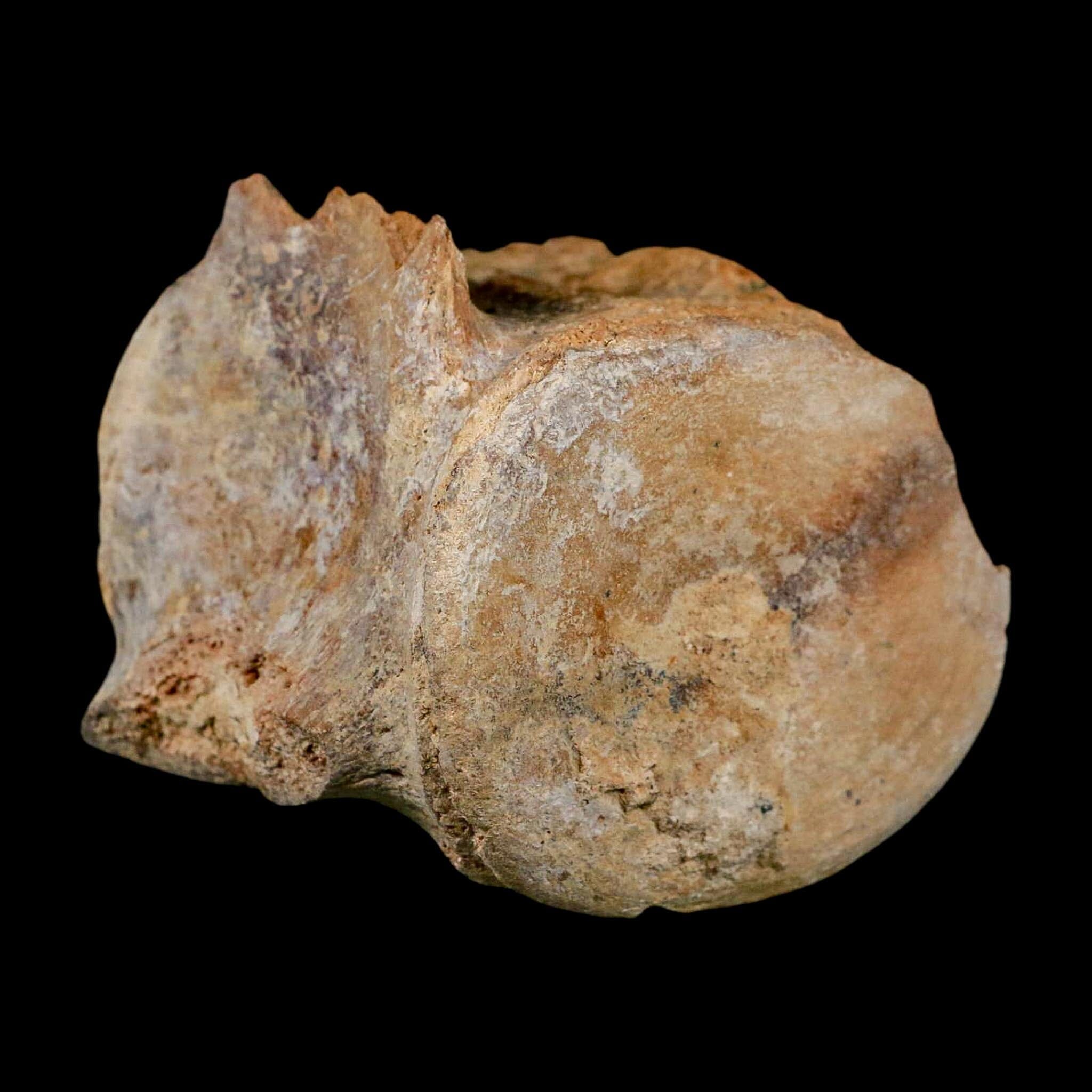3.3" Basilosaurus Vertebrae Fossil Prehistoric Whale 34 Mil Yrs Old Late Eocene COA - Fossil Age Minerals